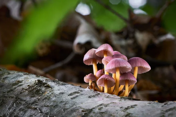 Inedible Fungus Grows Forests Central Europe Mycena Renati — Stock Photo, Image