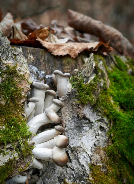 Съедобные Грибы Отличным Вкусом Pleurotus Ostreatus — стоковое фото