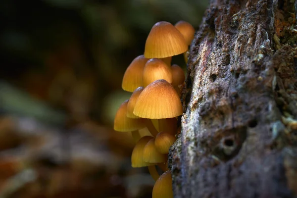 Oneetbare Schimmel Groeit Bossen Midden Europa Mycena Renati — Stockfoto