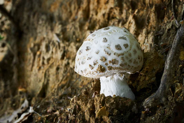 Funghi Non Commestibili Crescono Prati Boschi Dell Europa Centrale Amanita — Foto Stock