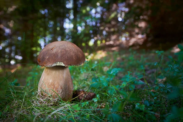 Cogumelos Comestíveis Com Excelente Sabor Boletus Edulis — Fotografia de Stock