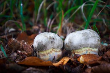Rubroboletus satanası yenmez bir mantardır. Orta Avrupa 'dan zehirli mantarlar.