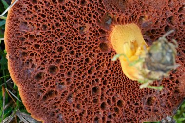 Chalciporus piperatus şapkasının altındaki detaylar. Makro fotoğrafçılık.