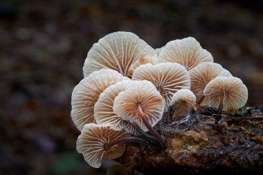 Ormanlarda, Orta Avrupa 'da, Gymnopus foetidus' ta yenilemez mantarlar yetişir.