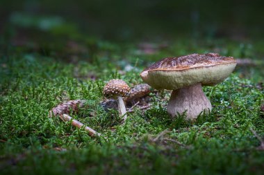 Lezzetli yenilebilir mantarlar, Boletus edulis.