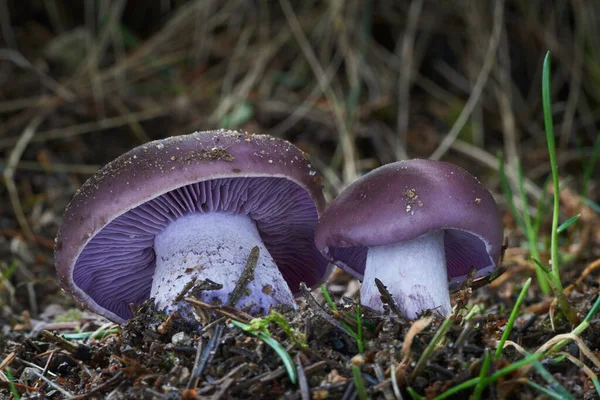 Uitstekende Eetbare Paddenstoel Die Vooral Herfst Voorkomt — Stockfoto