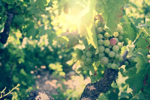 Grapes in the vineyard at sunset — Stock Photo, Image