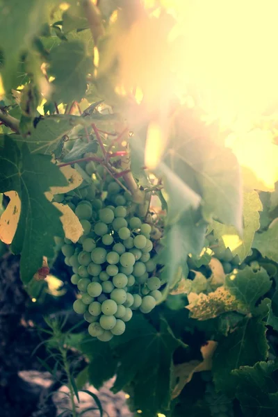 Grapes in the vineyard at sunset — Stock Photo, Image