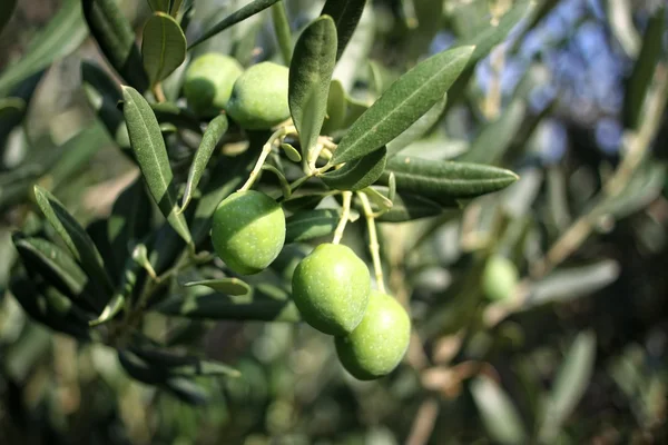 Grønne oliven på grenen, selektivt fokus . – stockfoto