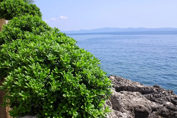 Buxus, boxus aan de Middellandse Zeekust — Stockfoto