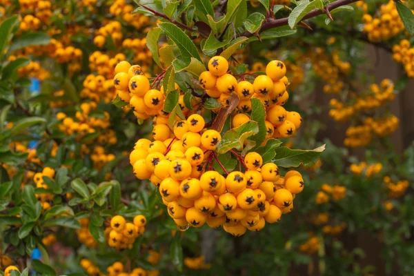 Closeup pyracantha žlutá bobule, podzimní zahrady — Stock fotografie