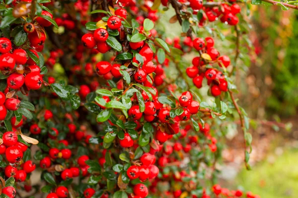 Frutas de piracantha vermelhas brilhantes, jardim de outono — Fotografia de Stock