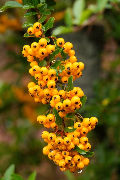 Closeup of pyracantha yellow berries, autumn garden — Stock Photo, Image