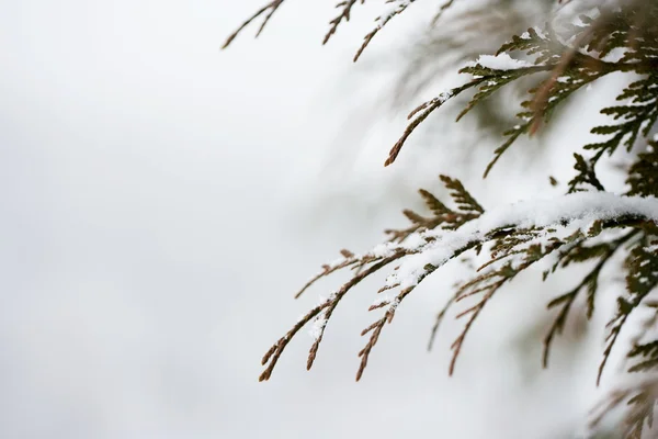 Fechar de um evergreen — Fotografia de Stock