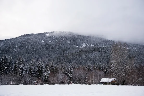 View of the winter scene — Stock Photo, Image