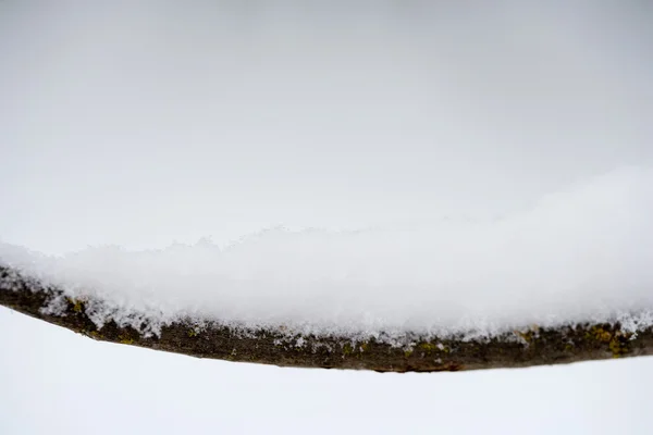 Гілка зі снігом на ній — стокове фото