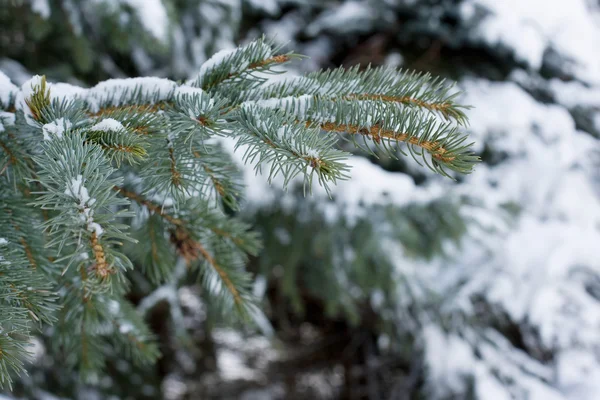 Close-up fir tree branch — Stock Photo, Image