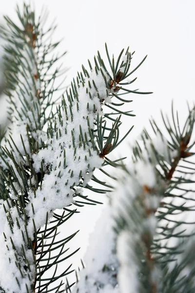 Close-up fir tree branch — Stock Photo, Image