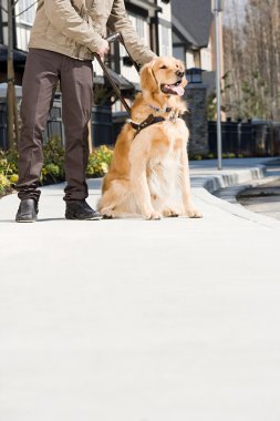 Rehber köpek kaldırımda ile kör adam