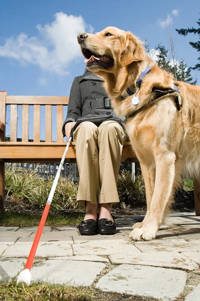 Слепая женщина и собака-поводырь — стоковое фото