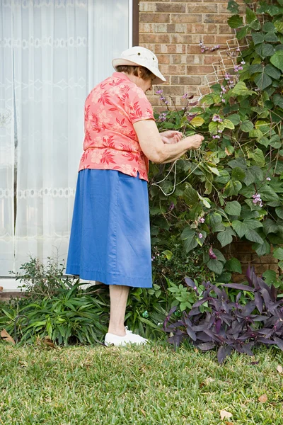 Ανώτερος γυναίκα κηπουρική — Φωτογραφία Αρχείου