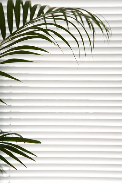 Green plant against blinds — Stock Photo, Image