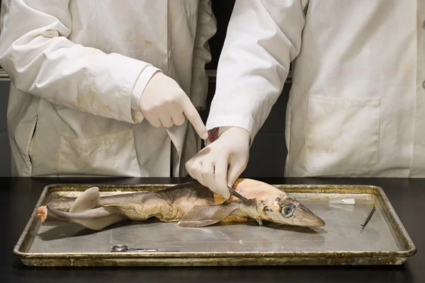 Two people experimenting on a dead fish — Stock Photo, Image