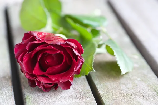 Tání červená růže na staré dřevěné plochy — Stock fotografie