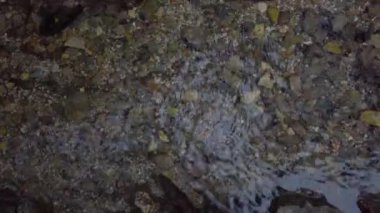 Ormandaki güzel nehir