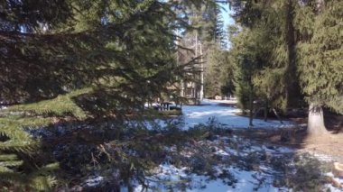 Kışın dağda uzun ağaçlar