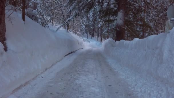 Alberi Alti Inverno Sulla Montagna Vista Angolo Basso — Video Stock