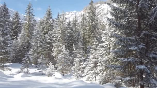 Árvores Altas Inverno Nas Montanhas — Vídeo de Stock