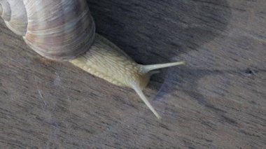 Yaz mevsiminde üzüm bağı salyangozunun yakın çekimi