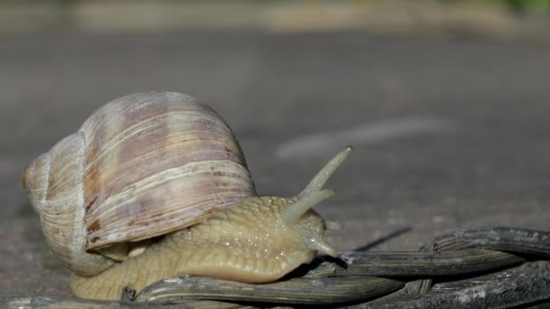 Primer Plano Caracol Viñedo Verano — Vídeos de Stock