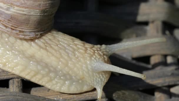 Gros Plan Escargot Viticole Été — Video