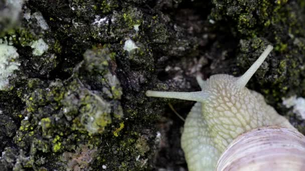 Caracol Del Viñedo Arrastra Sobre Corteza Árbol Cerca — Vídeos de Stock