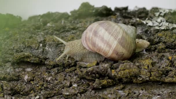 Escargot Des Vignes Rampe Sur Écorce Arbre Gros Plan — Video