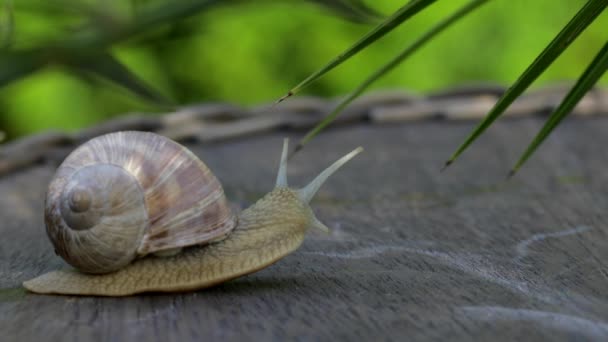 Closeup Vineyard Snail Summer Time — Stock Video