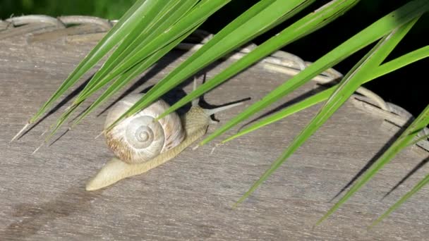 Nahaufnahme Einer Weinbergschnecke Sommer — Stockvideo