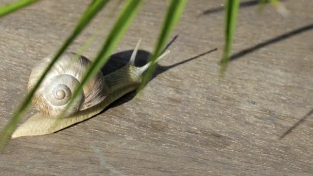 Closeup Vineyard Snail Summer Time — Stock Video