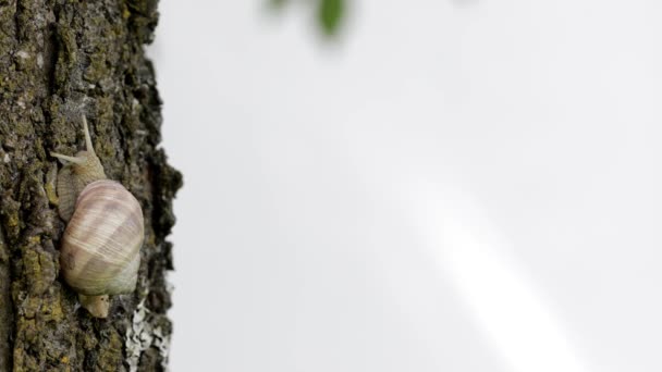 Αμπελώνας Σαλιγκάρι Σέρνεται Ένα Φλοιό Δέντρου Κλείσε — Αρχείο Βίντεο