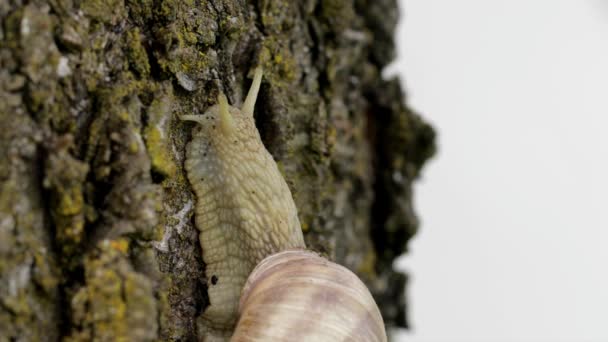 Escargot Des Vignes Rampe Sur Écorce Arbre Gros Plan — Video