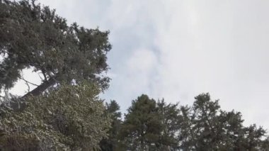 Kışın dağda uzun ağaçlar. Düşük Açı Görünümü