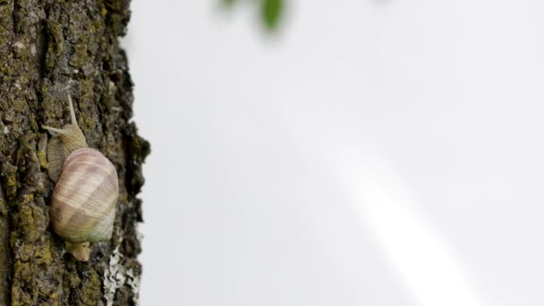 Caracol Vinha Está Rastejar Numa Casca Árvore Fechar — Vídeo de Stock