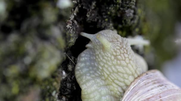 Siput Kebun Anggur Merangkak Atas Kulit Pohon Tutup — Stok Video