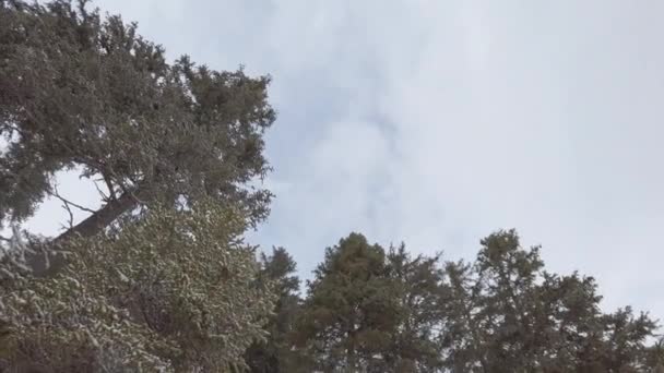 Árvores Altas Inverno Montanha Vista Ângulo Baixo — Vídeo de Stock