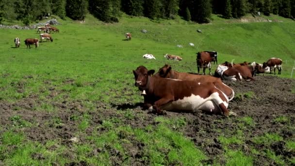 Vacche Pascolo Sul Campo Austria — Video Stock