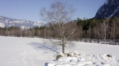 Karlı bir tarlada huş ağacı ve saman yığınları. Kuş bakışı.