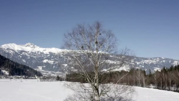Birke Auf Einem Verschneiten Feld Vogelperspektive — Stockvideo