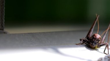 Metalik bir yüzeyde kahverengi çekirge. Yakın çekim.